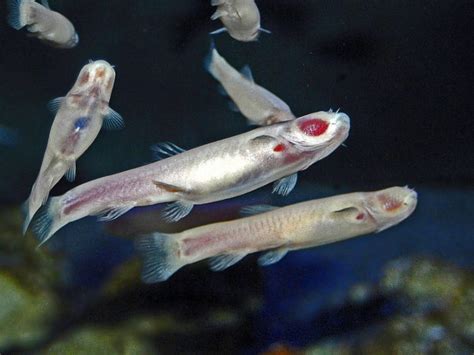 cave fish|30 Cavefish Facts About The World's M.